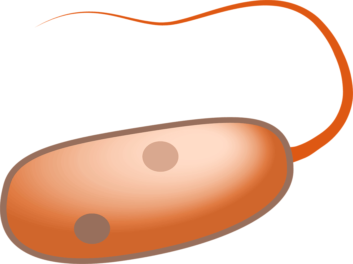 Are Humans Prokaryotes - Flagella Vector Clipart (1200x900), Png Download