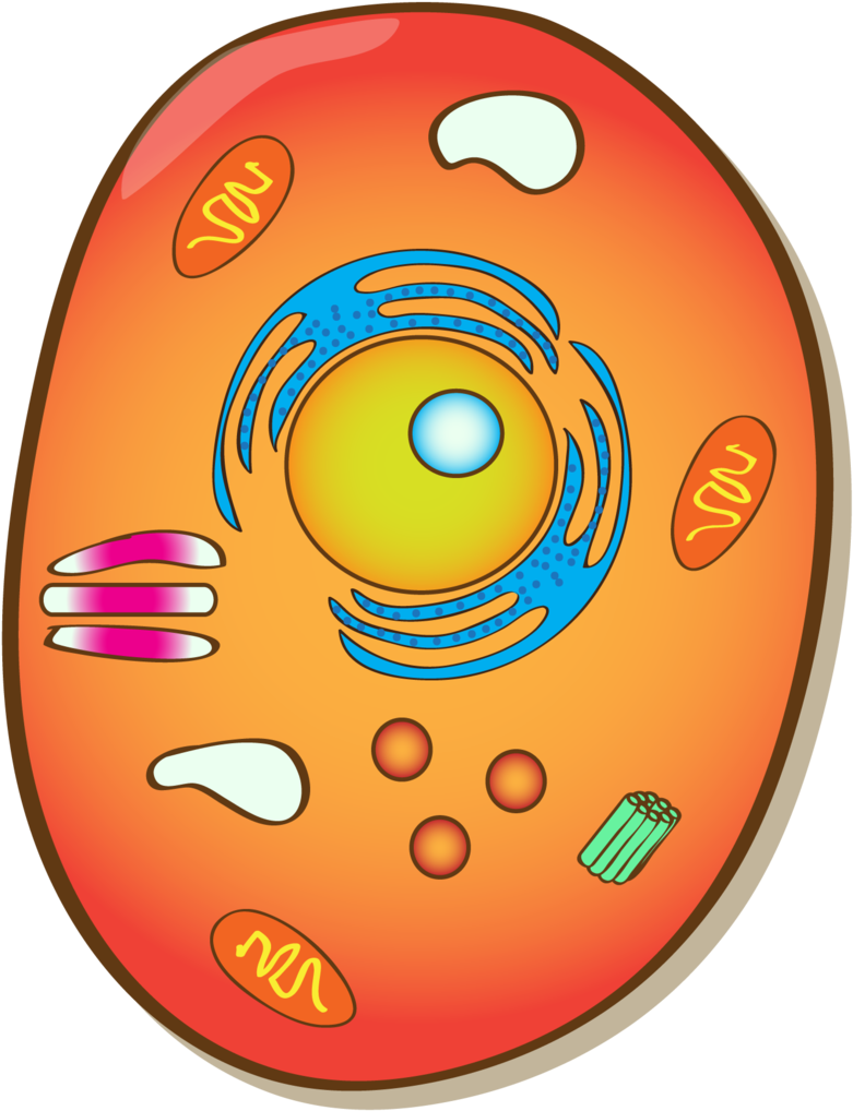 Circle Clipart (812x1024), Png Download