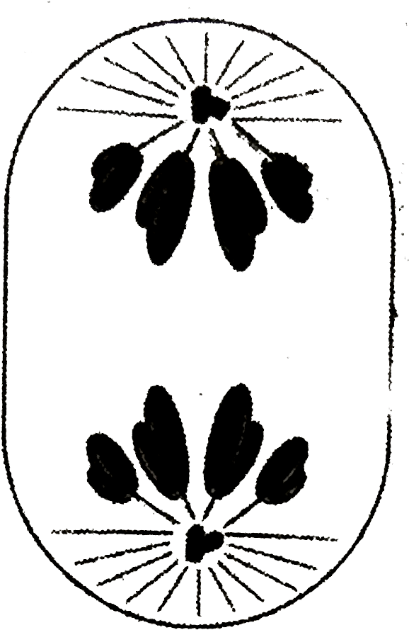 Anaphase Of Mitosis Ncert Clipart (984x948), Png Download