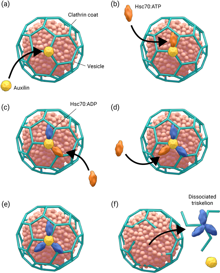 Coated Vesicles Clipart (800x1000), Png Download
