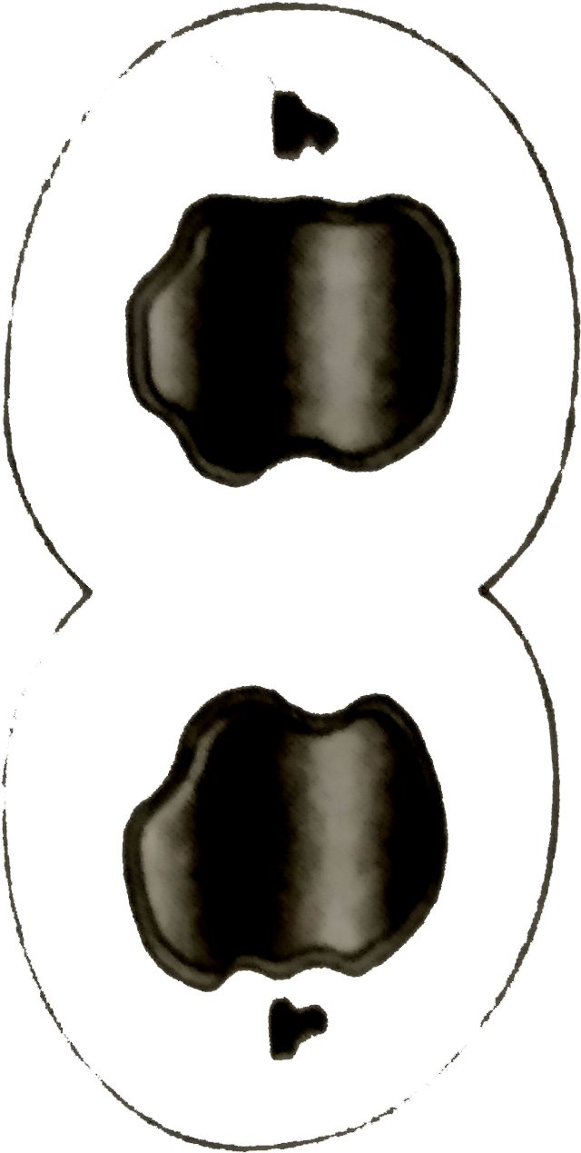 Clip Art - Png Download (811x1386), Png Download