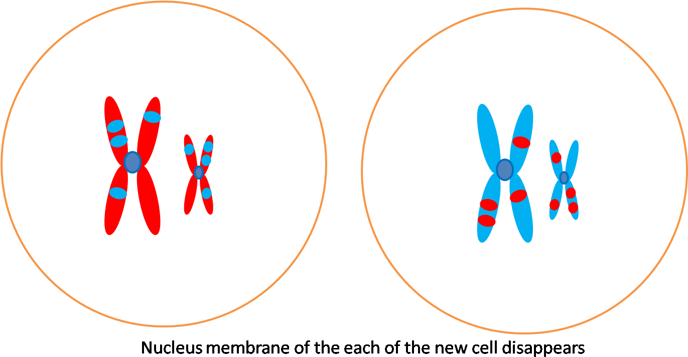 Circle Clipart (1372x723), Png Download