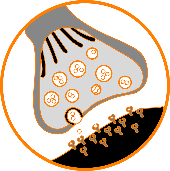 Endoplasmic Reticulum Clipart - Png Download (719x720), Png Download