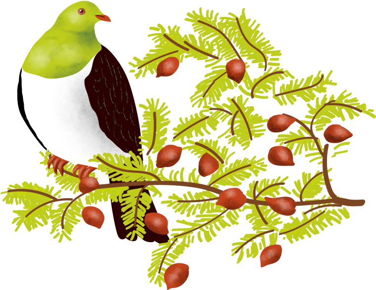 Kererū - Illustration Clipart (900x610), Png Download