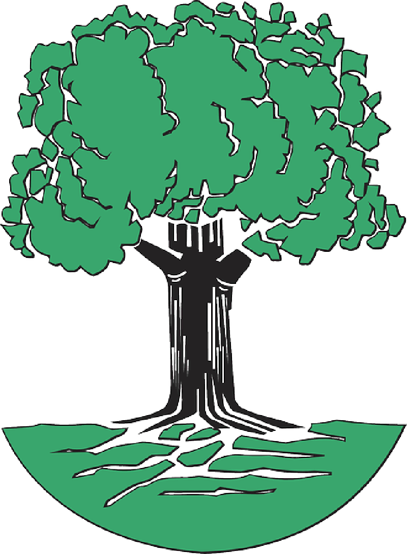 Green, Tree, Roots, Cartoon, Free, Trees, Plant, Leaves - Oak Tree Clip Art - Png Download (800x1089), Png Download
