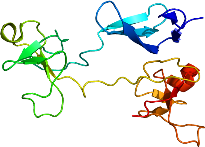 Protein Fn1 Pdb 1e88 - Fibronectin Clipart (709x523), Png Download
