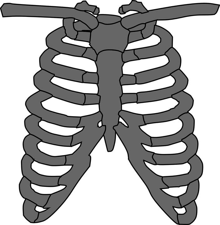 Cliparts For Free Download Humans Clipart Ribcage And - Skeleton Chest Png Transparent Png (703x720), Png Download