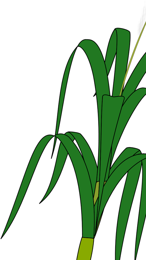 Wheat Plant Clipart (1024x1024), Png Download