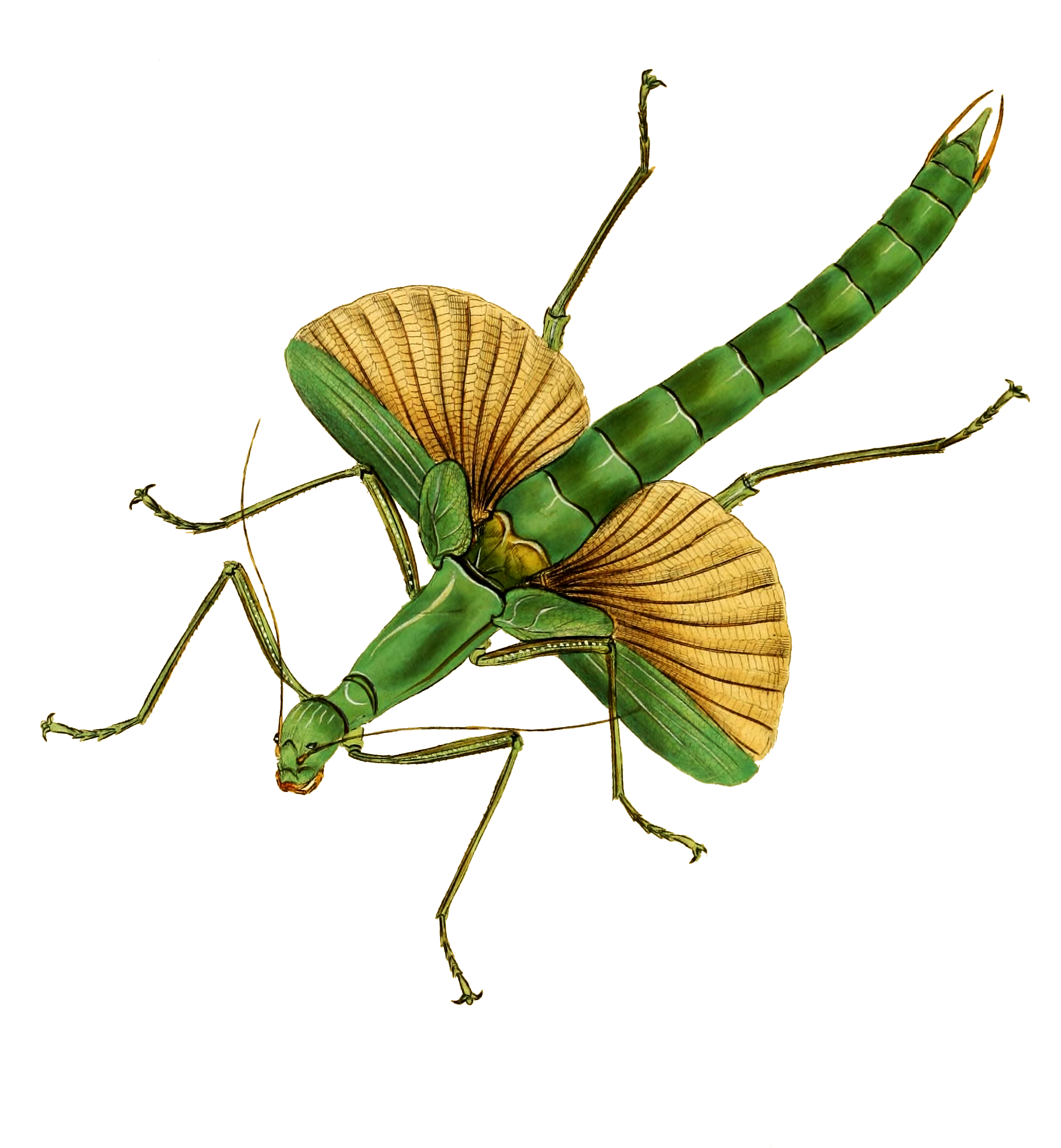 Transparent Insects Clipart - Antique Insect Prints - Png Download (2006x2171), Png Download