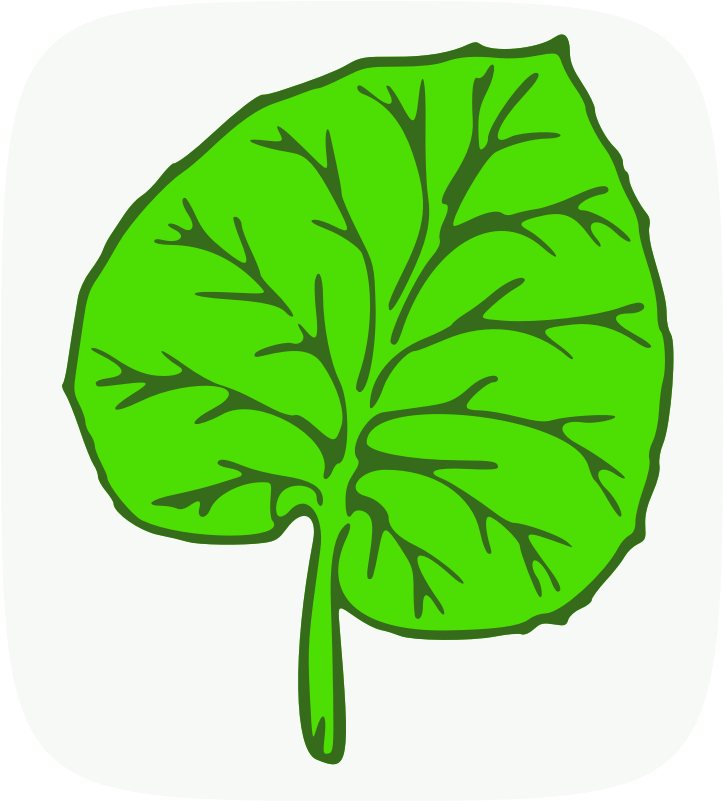 Botany Quiz Award - Big Leaf Clip Art - Png Download (800x800), Png Download