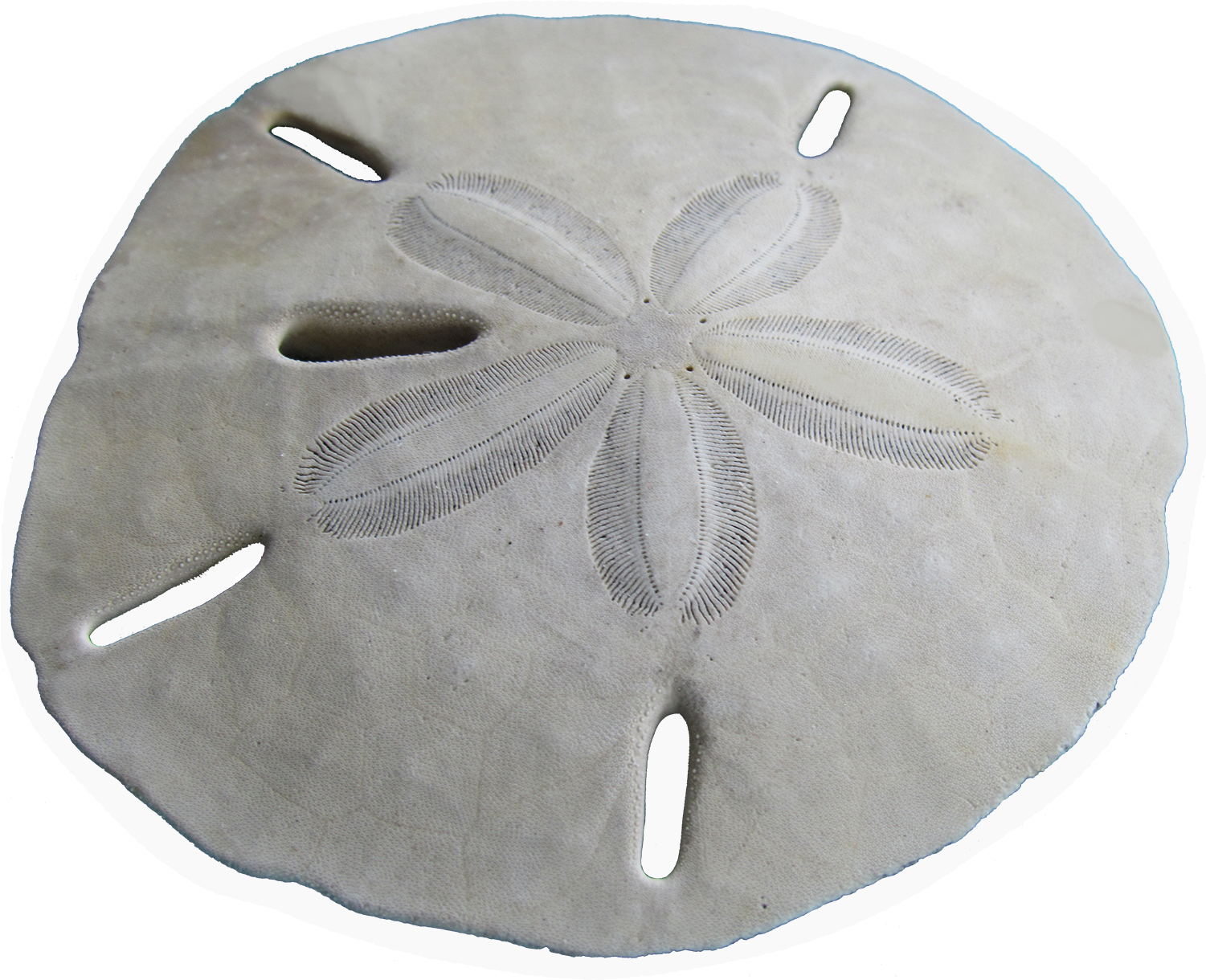 Die Cut Stickers - Sand Dollar Clipart (1500x1500), Png Download