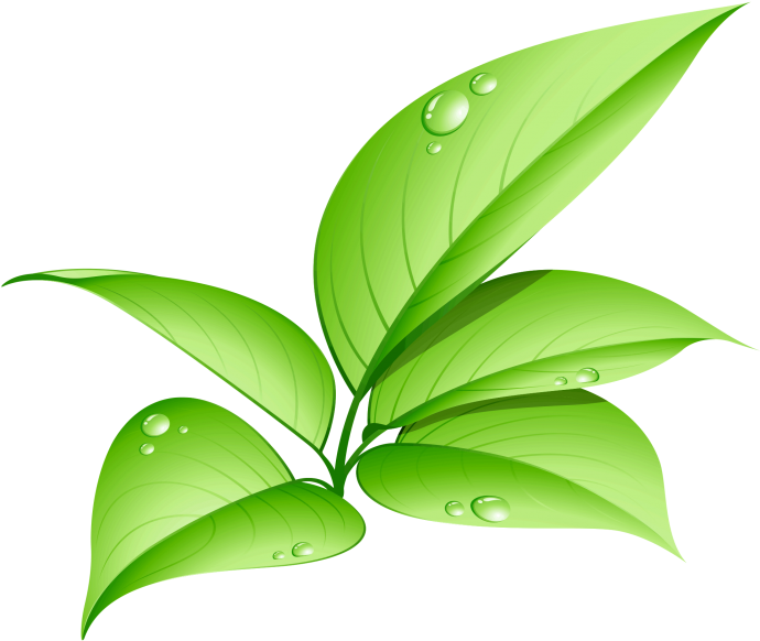 Green Leaf Png Image Free Download Searchpng - Transparent Green Leaf Png Clipart (715x715), Png Download