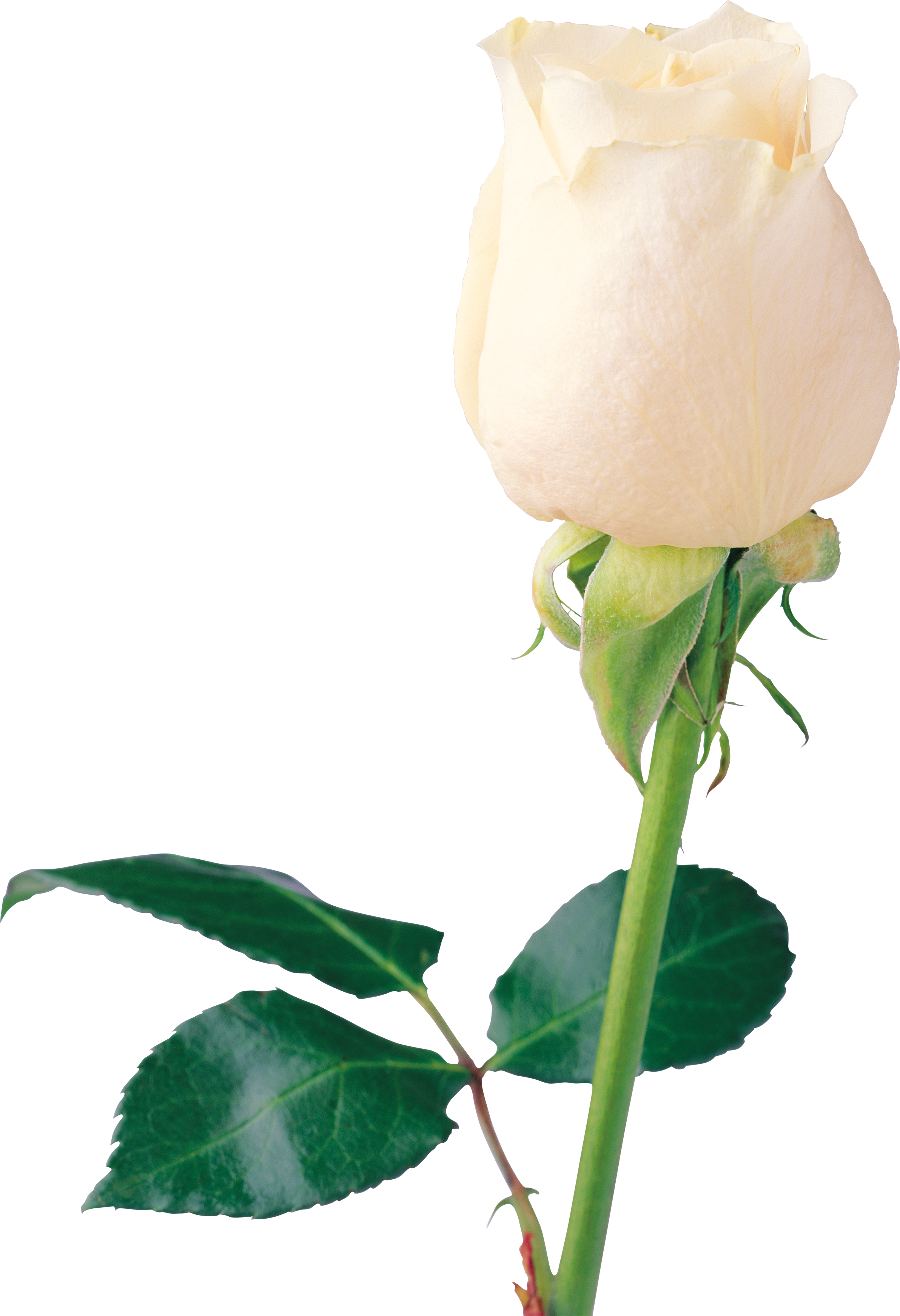White Rose Clipart Roes - Rose Rare Beautiful Flowers - Png Download (2384x3486), Png Download
