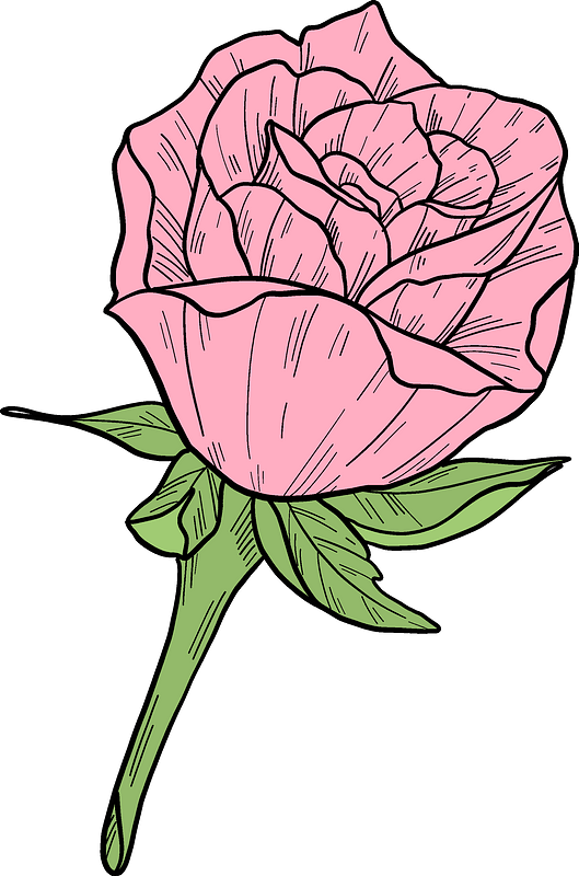 Pink Rose Clipart - Garden Roses - Png Download (529x800), Png Download