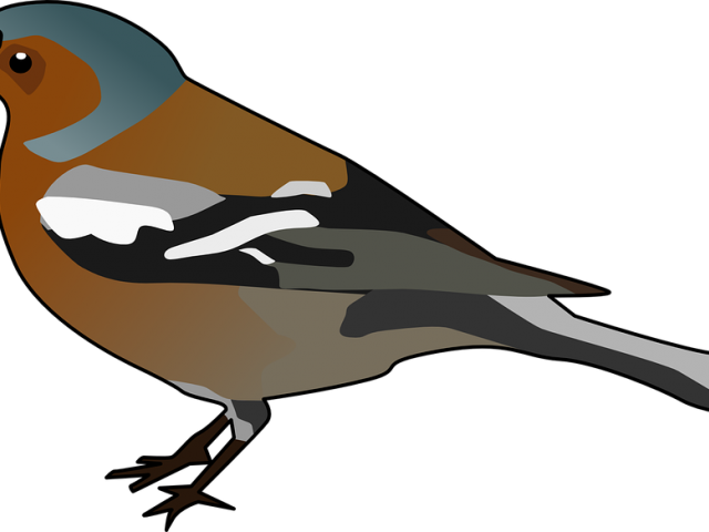 Galapagos Finches Clipart - Png Download (640x480), Png Download