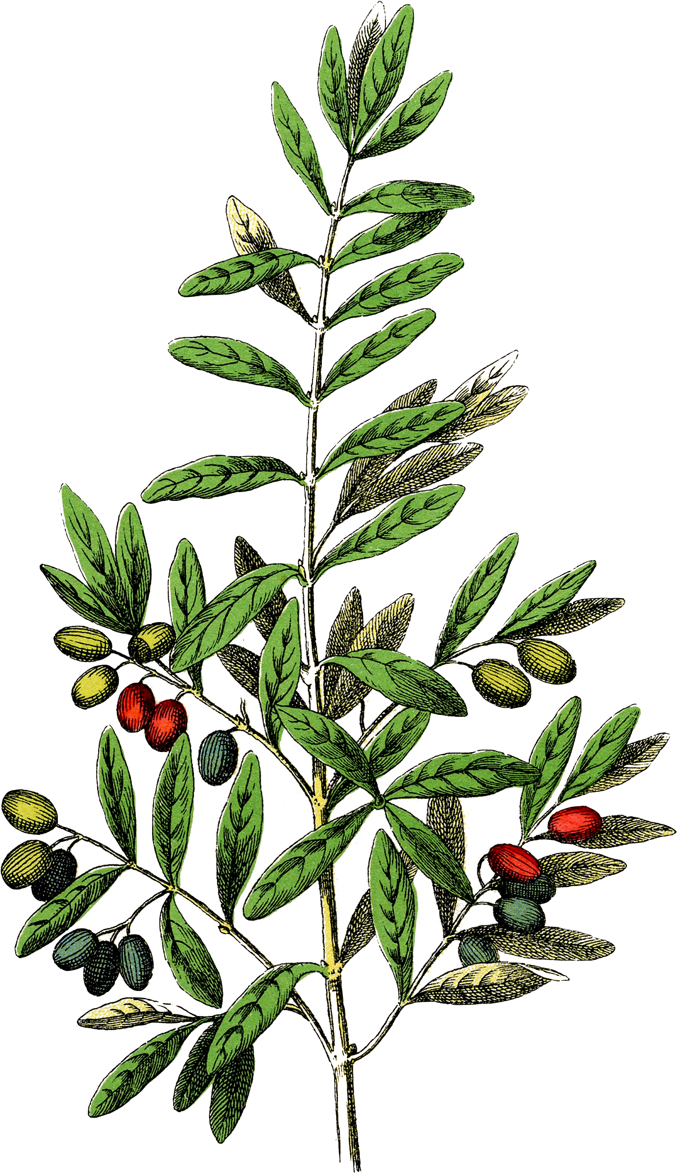 Free Botanical Olives Clip Art Graphicsfairy - Free Botanical - Png Download (1406x2400), Png Download