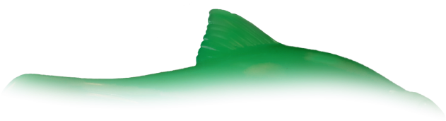 Porpoise Clipart (800x450), Png Download