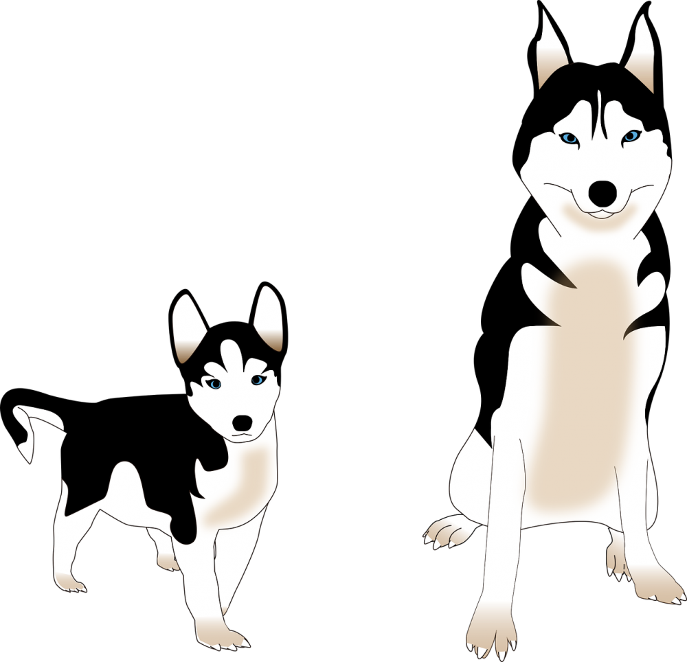 Husky Siberiano Vector Png Clipart (1000x964), Png Download