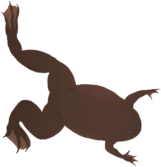 Western Clawed Frog - Illustration Clipart (1200x675), Png Download