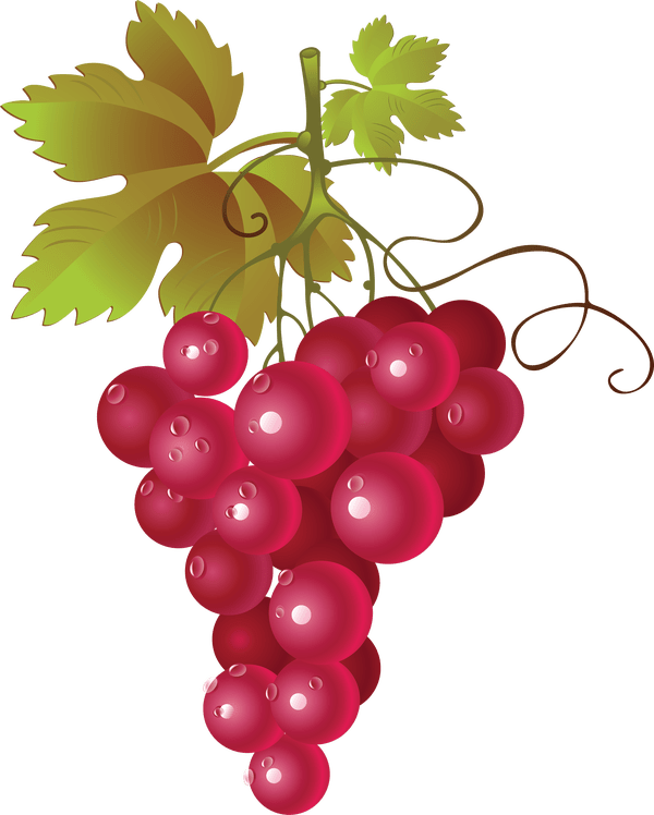 Grapevine Clipart Watercolor - Red Grapes Clipart - Png Download (600x748), Png Download
