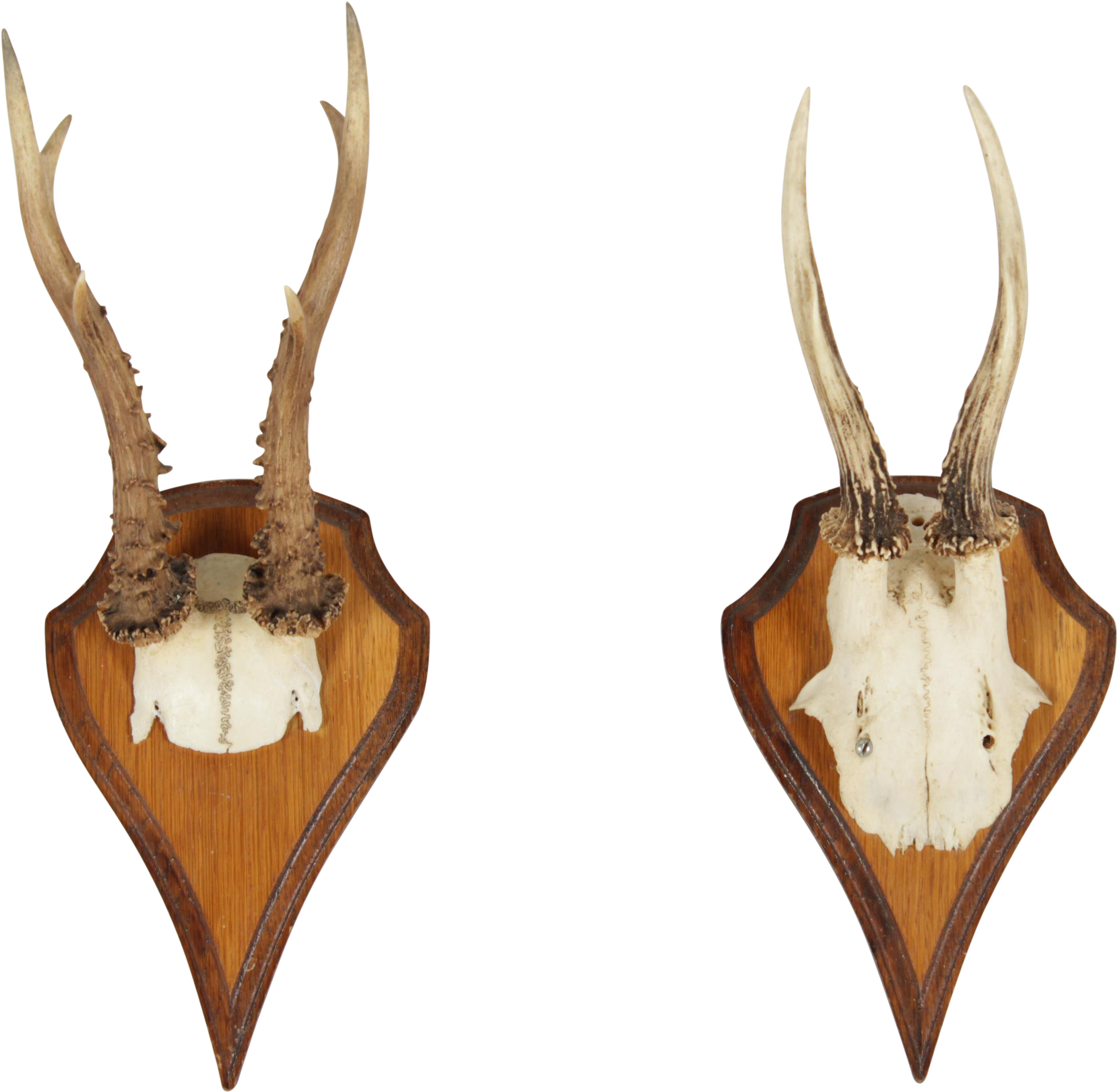 Vintage German Roe Deer Antlers A Pair - Trophy Hunting Clipart (2036x1991), Png Download
