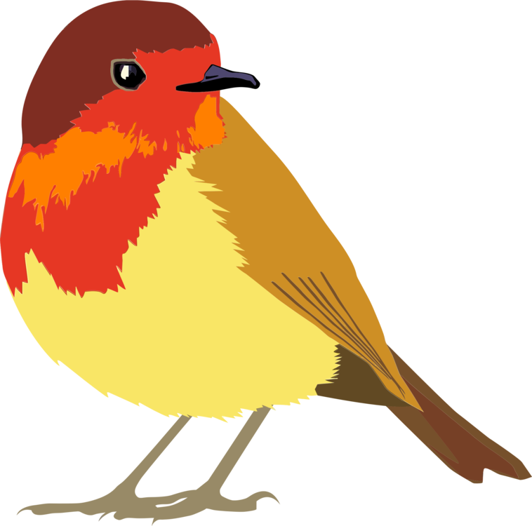 Old World Flycatcher,european Robin,wing - Robin Bird Clipart Png Transparent Png (758x750), Png Download