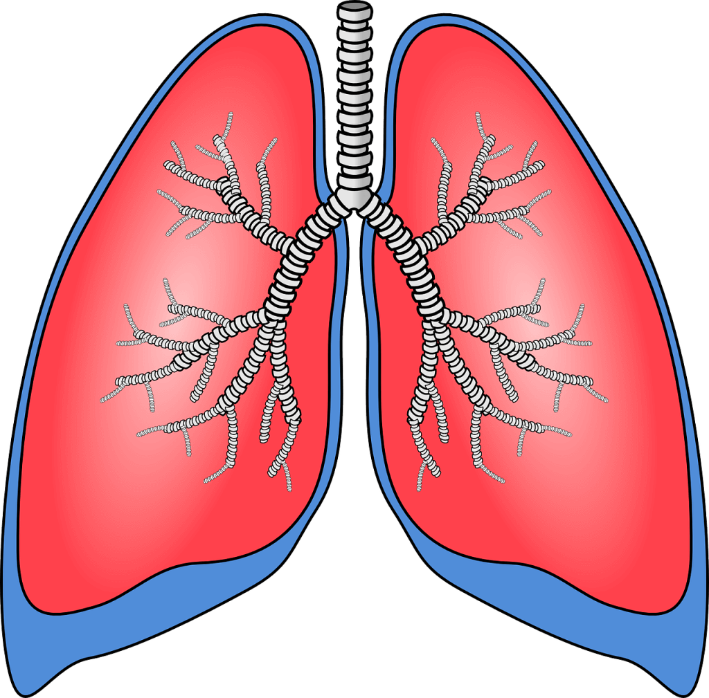 Human Lungs Clipart - Png Download (1024x1009), Png Download
