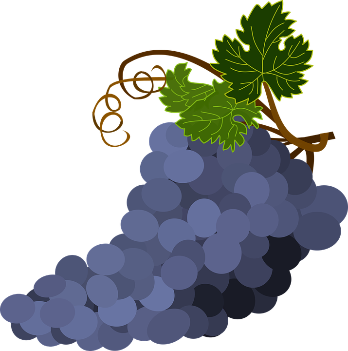 Grapevine Clipart Stencil - Grapes Transparent Vector - Png Download (715x720), Png Download