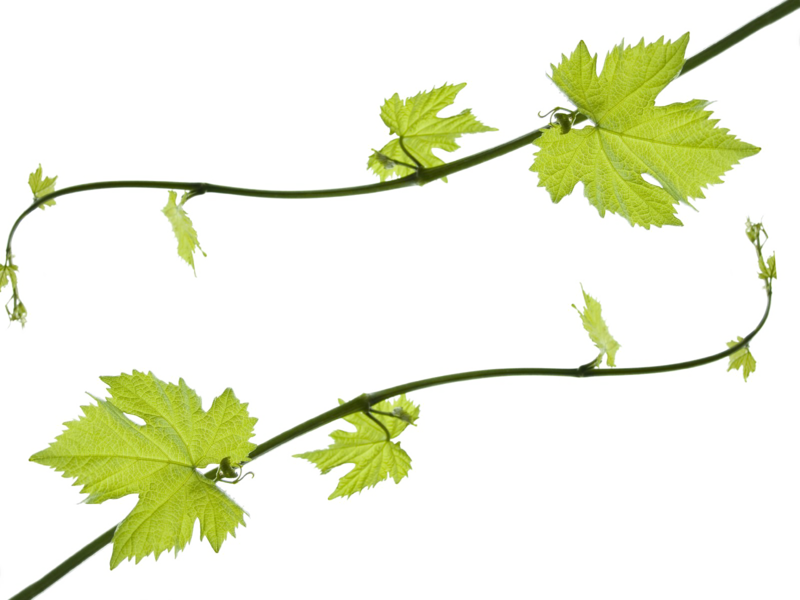 Grapevine Png Hd - Clip Art Grape Leaves Transparent Png (800x600), Png Download