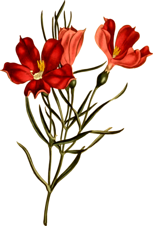 Botanical Illustration Png Clipart (508x749), Png Download