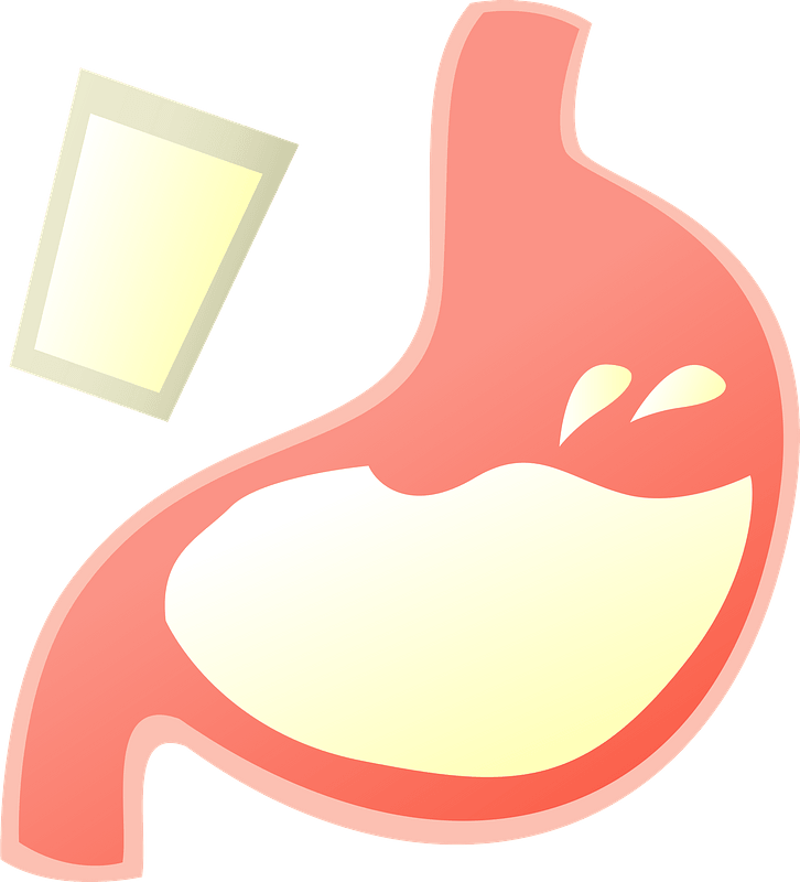 Stomach Organ Barium Clipart - Png Download (726x800), Png Download