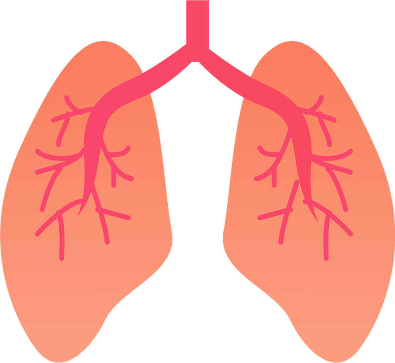 Lung Organ Clipart - Lungs Clipart - Png Download (800x735), Png Download