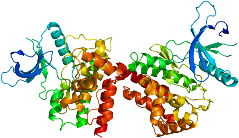 Jak2 Protein Clipart (800x480), Png Download