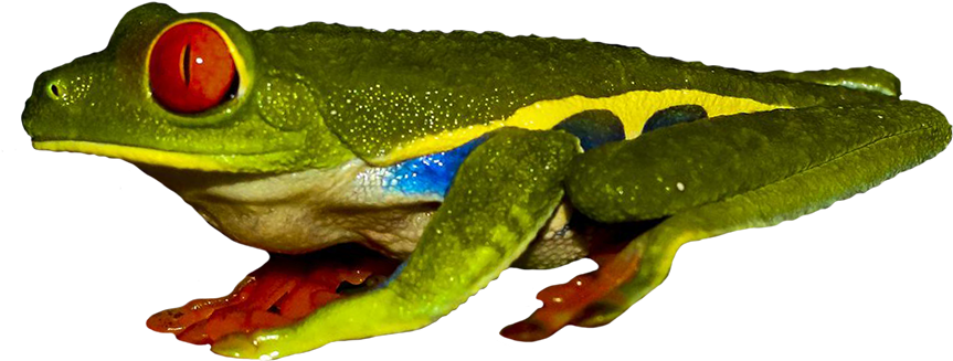 Frog Clipart Clear Background - Frogs - Png Download (945x519), Png Download