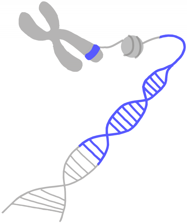 Protection Of Genetic Diversity Clipart (600x717), Png Download