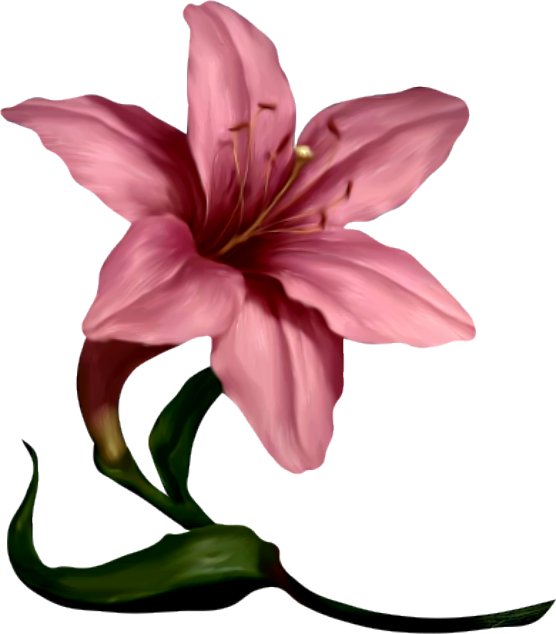 Flower Clipart, Plant Art, Daffodils, Lilies, Florals, - Pink Day Lily Clipart - Png Download (556x634), Png Download