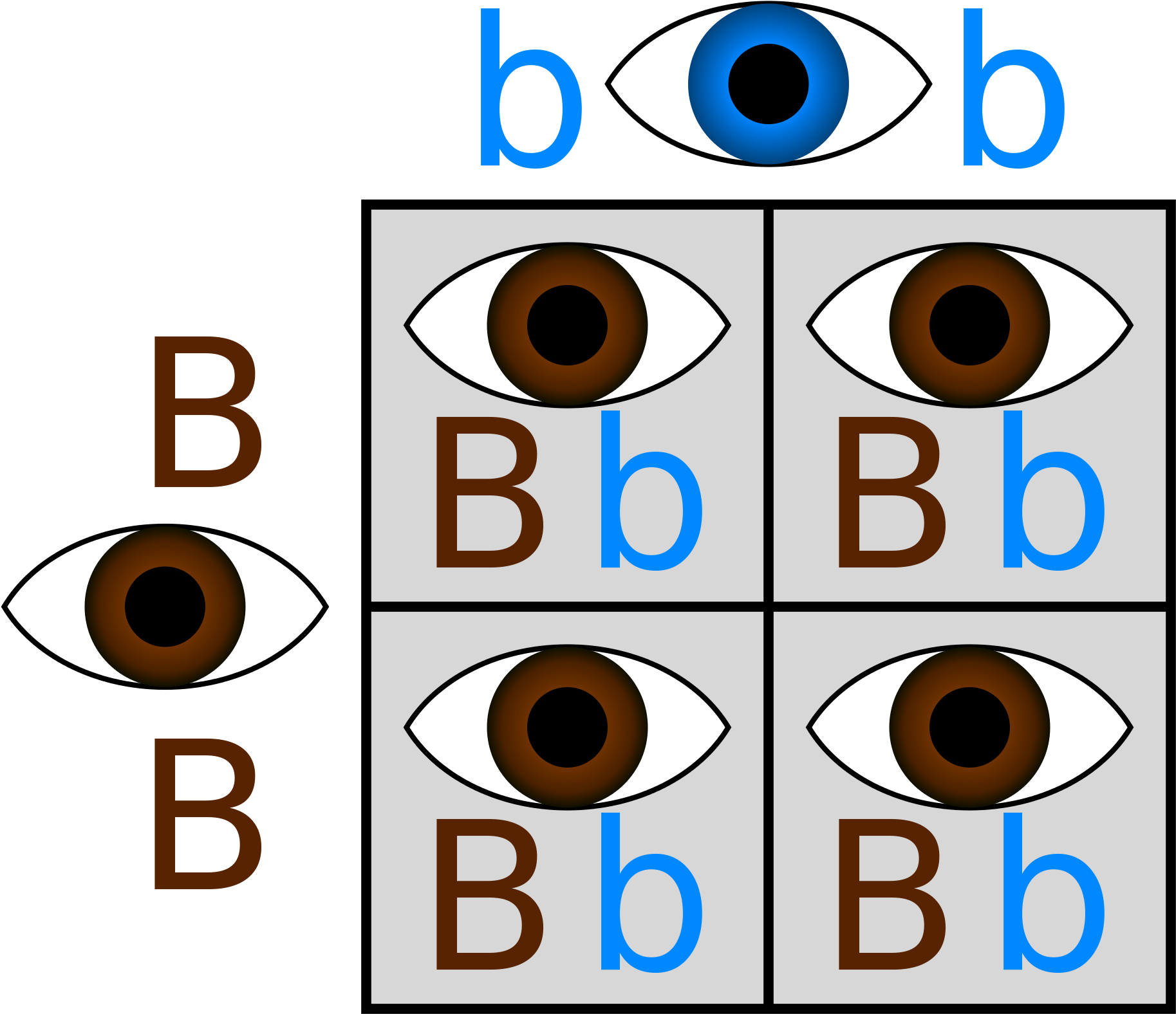 Blue Eyes Clipart Child Observation - Punnett Square Eye Color Brown And Blue - Png Download (2000x2000), Png Download