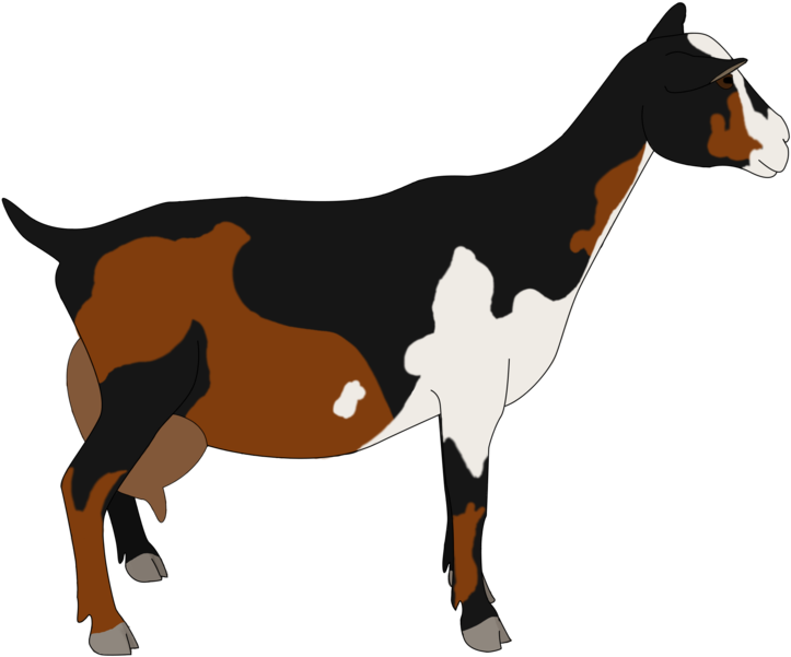 Drawing Goats Pygmy Goat - Nigerian Dwarf Goat With Transparent Background Clipart (900x900), Png Download