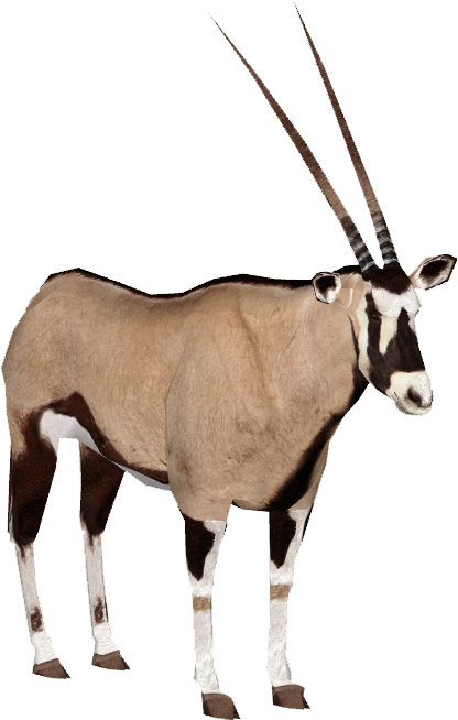 Gemsbok Png Clipart (675x656), Png Download