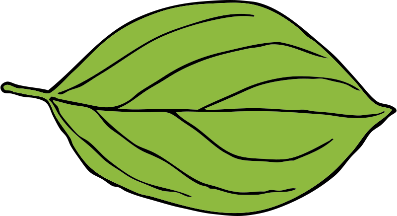 Oval Shaped Leaves Clipart - Png Download (800x435), Png Download