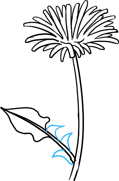 Draw A Dandelion Clipart (680x678), Png Download