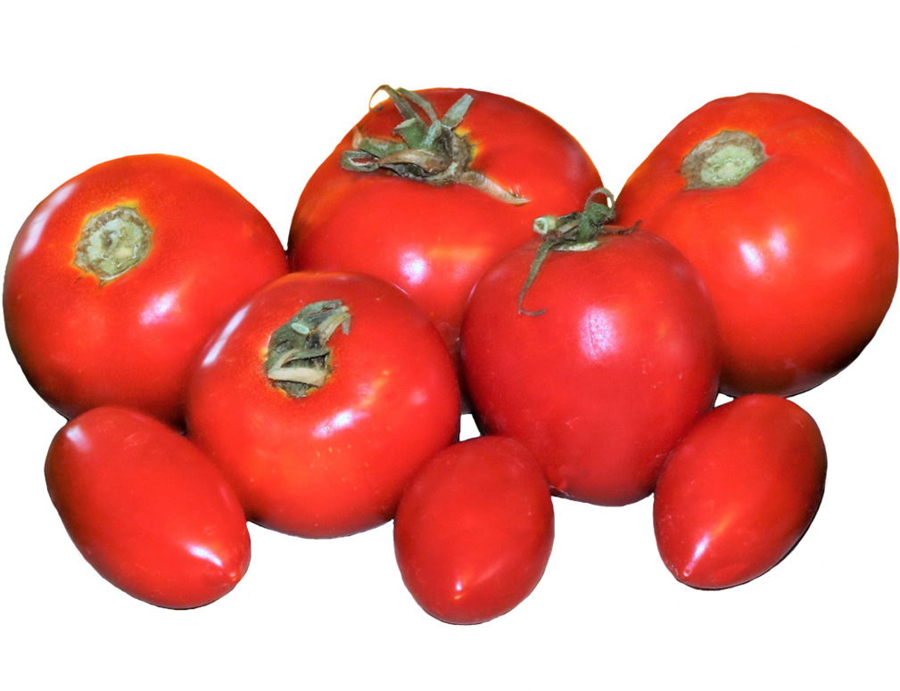 Fresh Tomatoes Clipart - Plum Tomato - Png Download (1063x792), Png Download