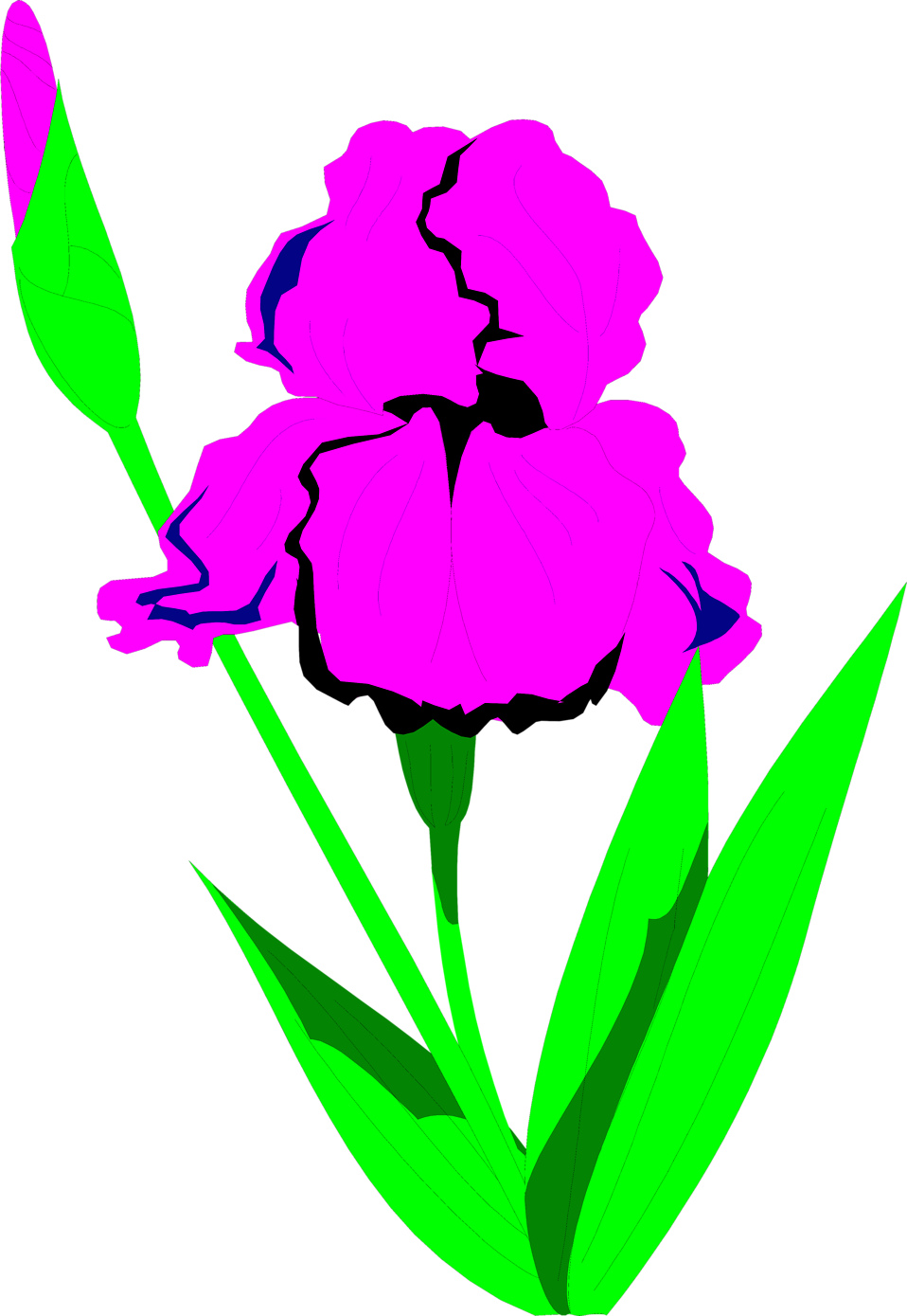 Iris Flower Clipart Vector Transparent Library Iris - Clip Art - Png Download (958x1389), Png Download
