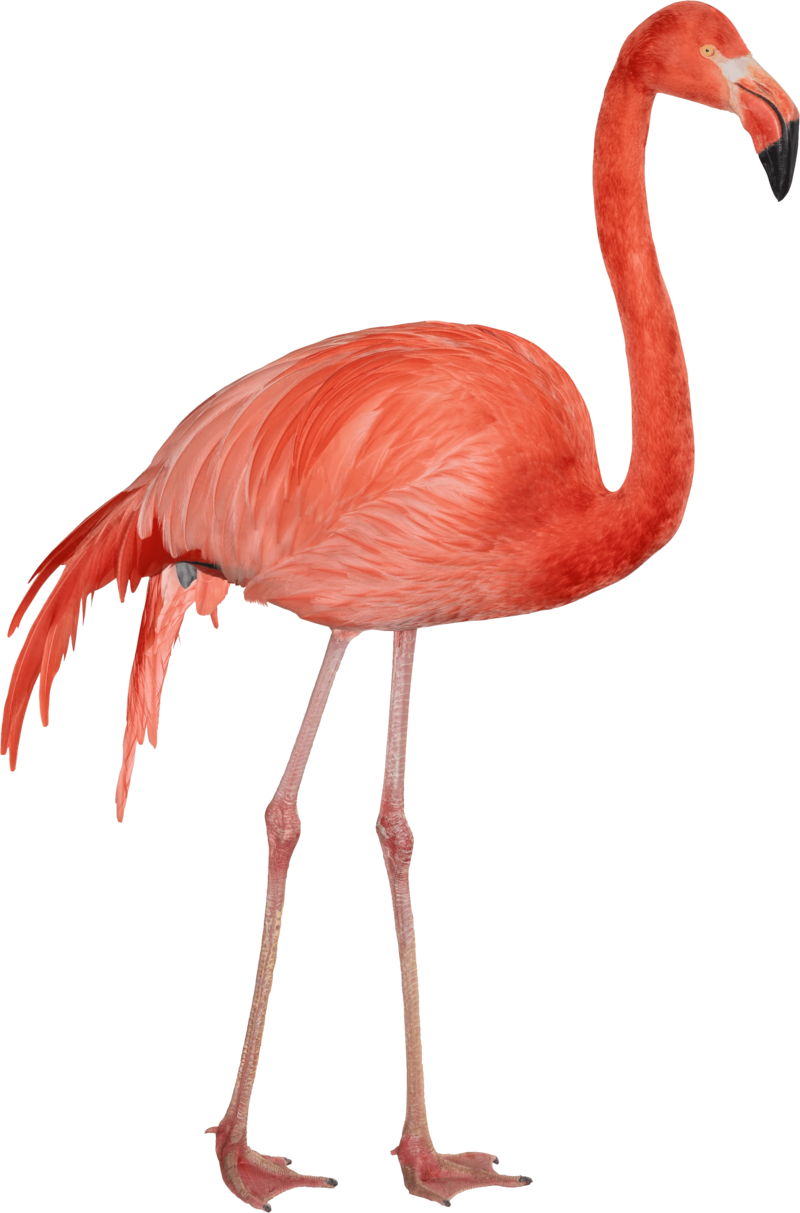 Flamingo - Flamingo Transparent Background Clipart - Full Size Clipart