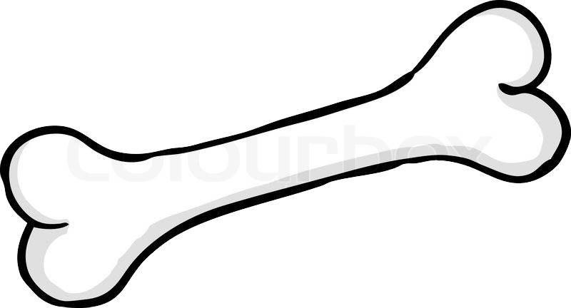 Bone Png - Png Bone Clipart (800x432), Png Download