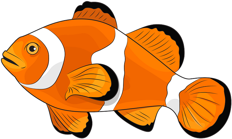 Amphiprion Ocellaris Clipart - Coral Reef Fish - Png Download (800x567), Png Download