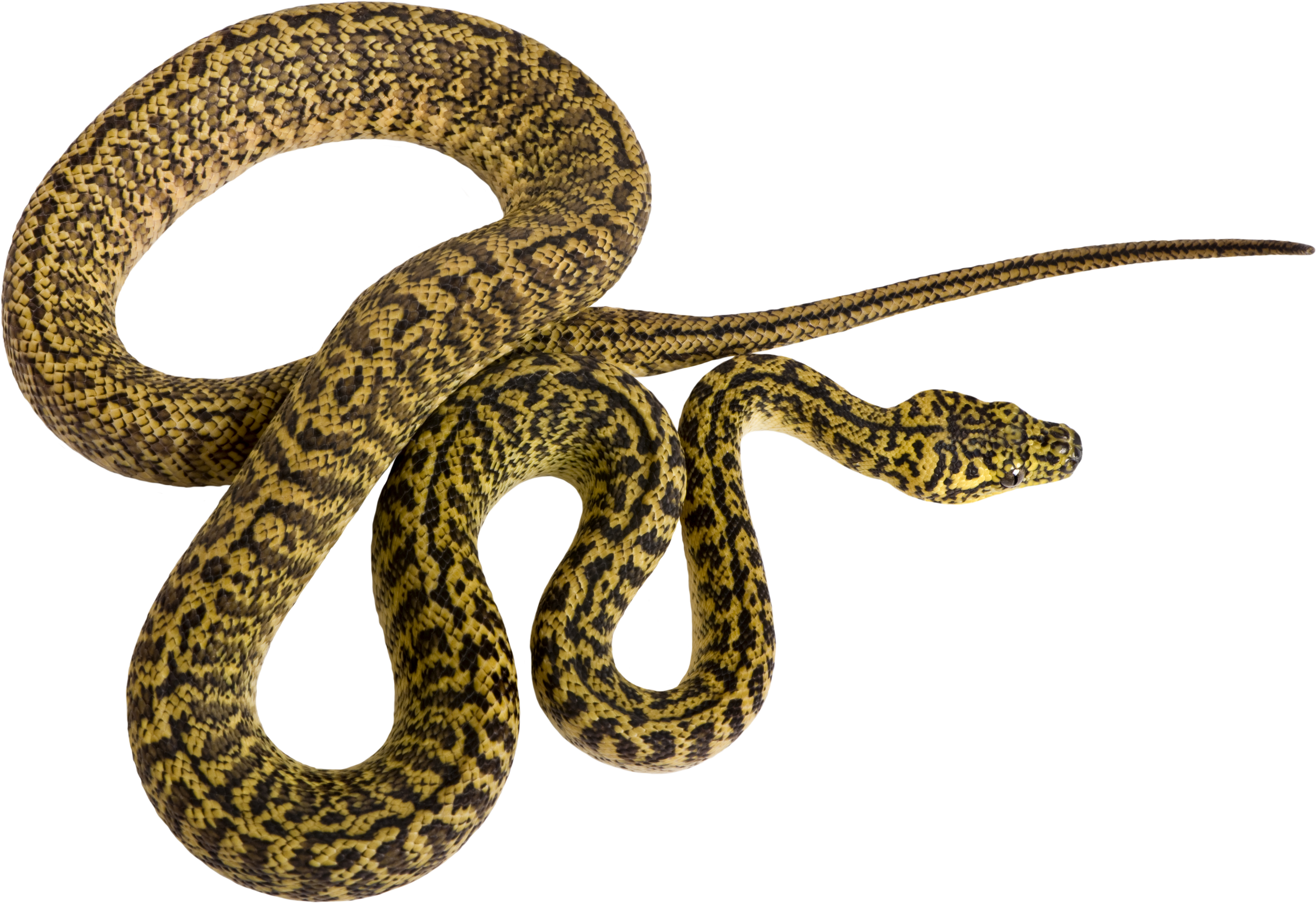 19 Rattlesnake Vector Pattern Huge Freebie Download - Snake From Above Clipart (5405x3848), Png Download