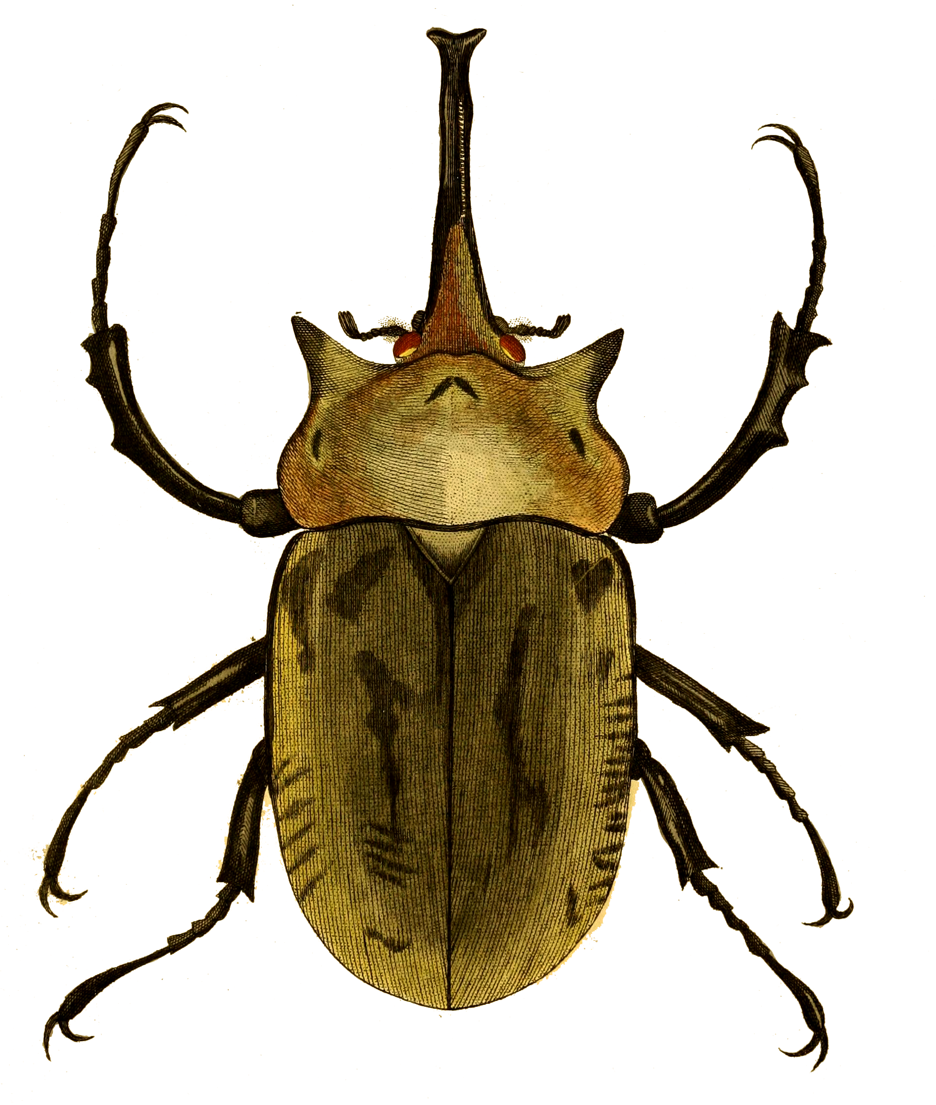 Naturalist Drawing Clipart (1977x2310), Png Download