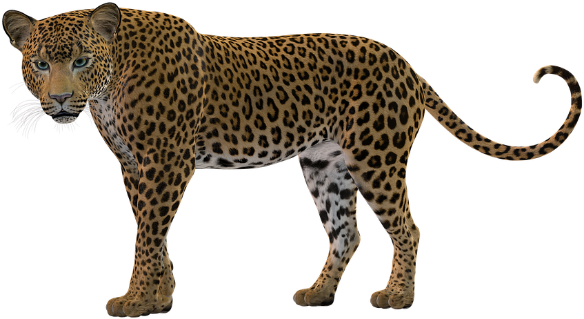 Transparent Cheetah Print Clipart - Leopard Clipart - Png Download (847x462), Png Download