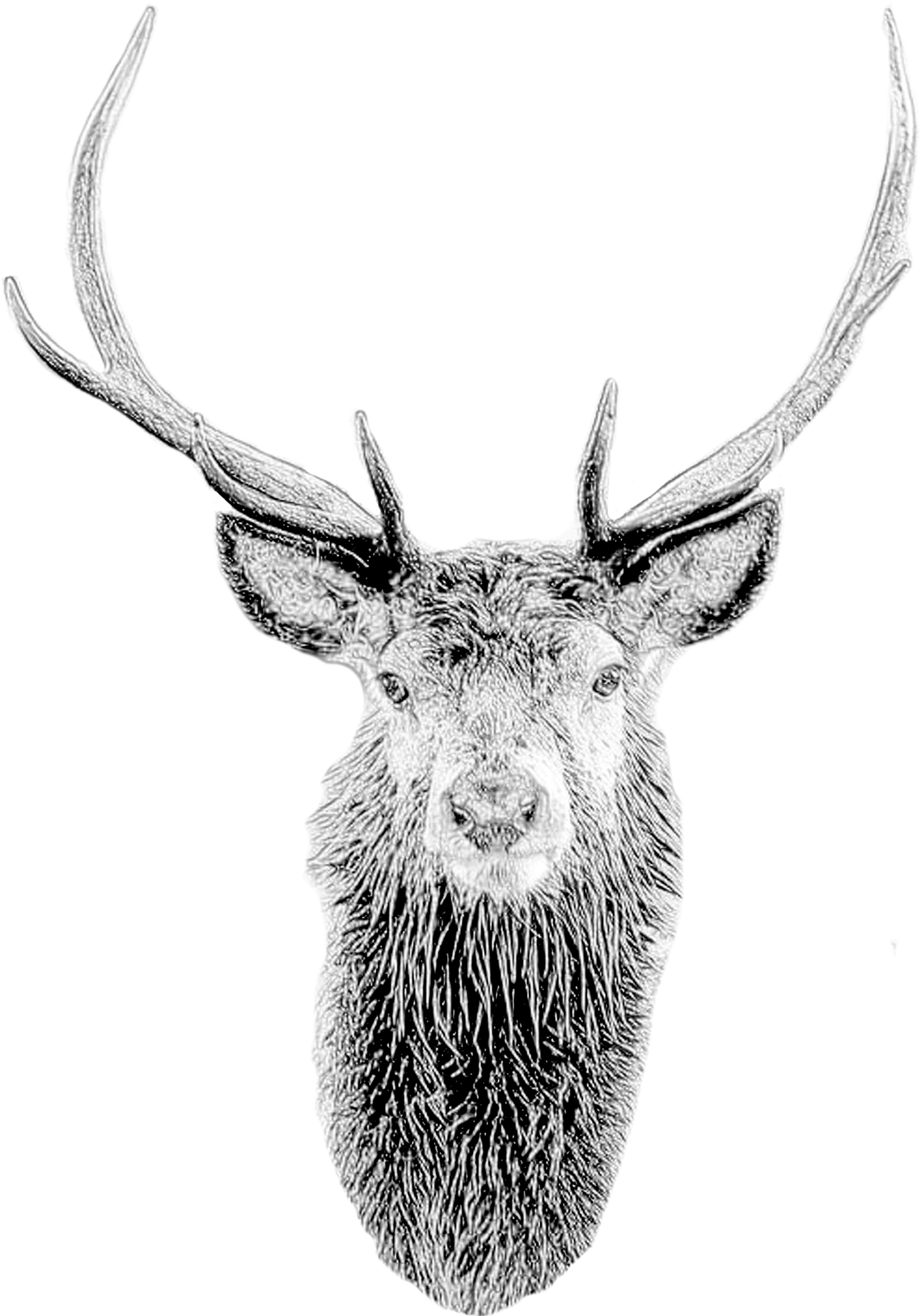 Deer Mask Deer Head Stag Mask Printable Diy Pdf Template - Deer Head Mask Clipart (1549x2213), Png Download
